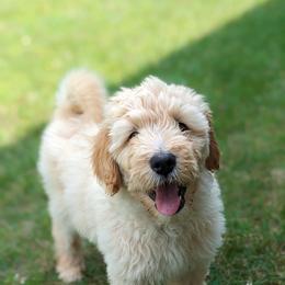 "Della"ware - Goldendoodle puppy in Michigan from Happy Chaos Farm