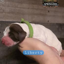 Liberty - Liver white and roan male English Springer Spaniel puppy in Ocoee, Tennessee from Ocoee Mountain Springers