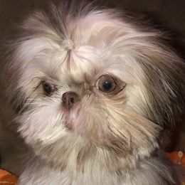 Shih Tzus from Shih Tzu Crue