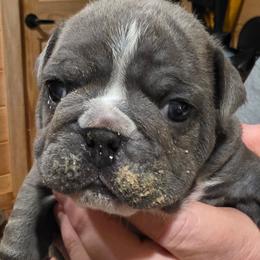Maximilian - Blue tri-color male Bulldog puppy in Callao, Virginia from Northern Neck Bulldogs