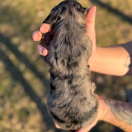 Lysandra - Dapple female Dachshund puppy in Troup, Texas from East Texas Dachshunds