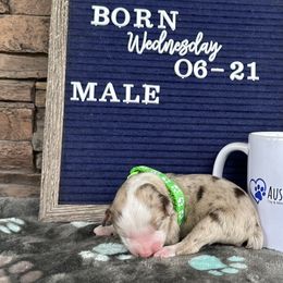 Red Merle Male - Toy Australian Shepherd puppy in Deridder, Louisiana from AussieSmiths