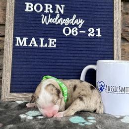 Red Merle Male - Toy Australian Shepherd puppy in Deridder, Louisiana from AussieSmiths