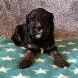 Purple Collar - Tri-color female Cavapoo puppy in Tempe, Arizona from Springerdoodles Plus AZ