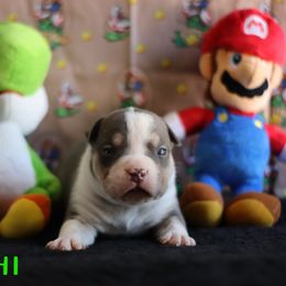 Yoshi - Blue tri-color male American Bully puppy in Du Bois, Nebraska from Black Coal Bullies