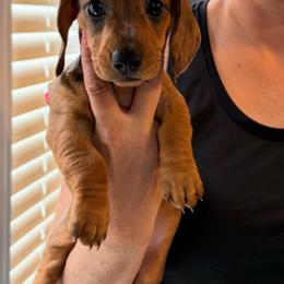 Girl 2 - Red female Dachshund puppy in Eustis, Florida from Branton Family Dachshunds