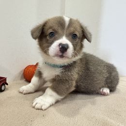 Boomer(blue) - Red male Pembroke Welsh Corgi puppy in Millsap, Texas from Punchy Pembroke Ranch