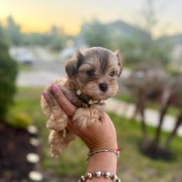 Milo - Wheaten male Miniature Schnauzer puppy in Orange City, Florida from Xaysha’s Miniature Schnauzers
