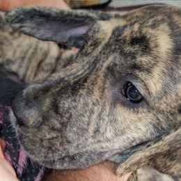 Dignity - Great Dane puppy from Not So Dainty Danes