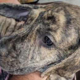 Dignity - Great Dane puppy from Not So Dainty Danes