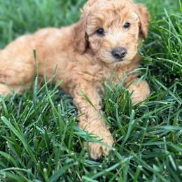 Boy 3 - Caramel cream male Labradoodle puppy in Shingle Springs, California from California Double Doodles