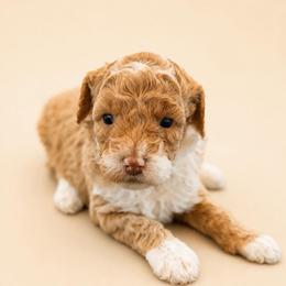 Dixie - Yellow and white female Bernedoodle puppy in Santa Barbara, California from K+C Doodles