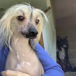 Danica - Chinese Crested