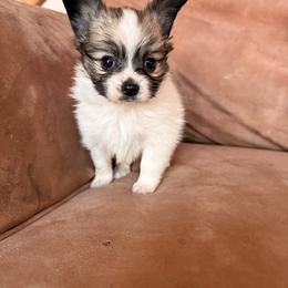 Shade - White and sable female Papillon puppy in Powell, Wyoming from Heart Mountain Kennels