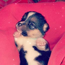 American Corgi Puppies from Highland corgis