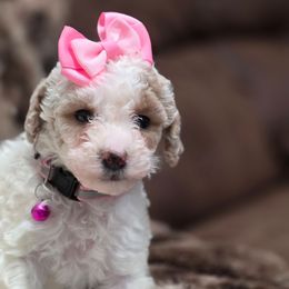 Remi Pink - Parti female Goldendoodle puppy in Vernon, Texas from Sugarland's Texas Goldendoodles