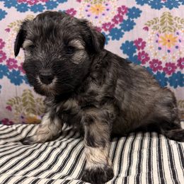 Shadow - Salt and pepper female Miniature Schnauzer puppy in Silver Creek, Mississippi from Mamie’s Minis, LLC