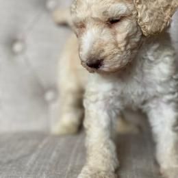 Poodle Puppies from Schrute Farms Standard Poodles