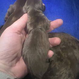 Dachshund Puppies from Royal T minature dachshund
