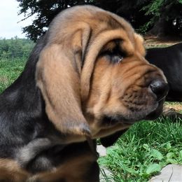 Bloodhound Puppies from Sleepy Hollow Hounds