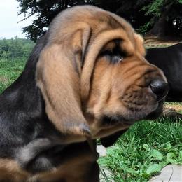 Bloodhound Puppies from Sleepy Hollow Hounds