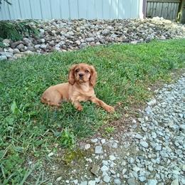 Ward - Ruby male Cavalier King Charles Spaniel puppy in Fredericksburg, Ohio from Timshell Farm: Specialty Crossbreed Puppies