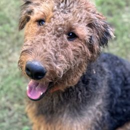 Lee Roy - Airedale Terrier
