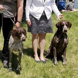 German Shorthaired Pointer All Grown Up from Proud Pine Farm