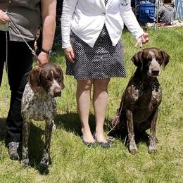 German Shorthaired Pointer All Grown Up from Proud Pine Farm