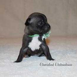 Teal - Black sabled silver female Chihuahua puppy in Willamina, Oregon from Cherished Chihuahuas