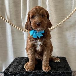 Freedom - Blue Collar Male - Red  male Goldendoodle puppy in Bradenton, Florida from Suncoast Goldendoodles