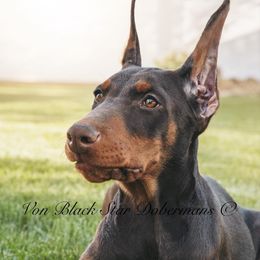 "B litter (my keeper)" Doberman Pinscher Puppies from Black Star Dobermans