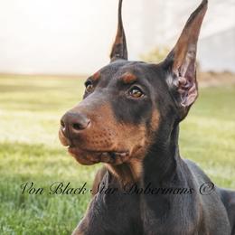 "B litter (my keeper)" Doberman Pinscher Puppies from Black Star Dobermans