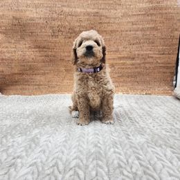 Double Doodle, Labradoodle, and Sheepadoodle Puppies from Mule Mountain Doodles