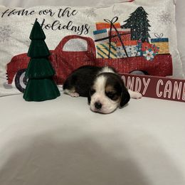 Boy 1 - White black and tan male Beagle puppy in Newman, California from Valley Beagles