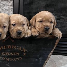 Labrador Retrievers from Ware the Labs Are