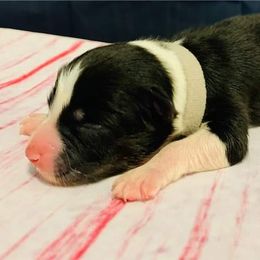 Australian Shepherd Puppies from REINVENTED.KENNELS