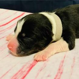 Australian Shepherd Puppies from REINVENTED.KENNELS