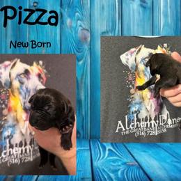 Pizza - Black male Great Dane puppy in Medford, New York from Alchemy Danes