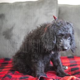 Goldendoodle Puppies from Doodle Me This Goldendoodles