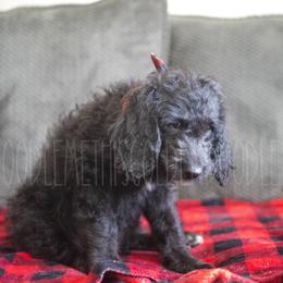 Goldendoodle Puppies from Doodle Me This Goldendoodles