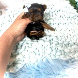 Maltese and Yorkshire Terrier Puppies from tatortot pup