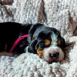 Kennedy - Black brown and white male Basset Hound puppy in Big Rapids, Michigan from Basket Hound Bassets
