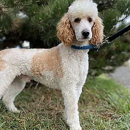 Cash - Poodle