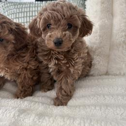 Callie - Apricot female Poodle puppy in Fredericktown, Missouri from Doodle Pups Fur-Ever