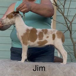 Boy 4 - White and red male Ibizan Hound puppy in Oklahoma from Nevaeh Ibizan Hounds