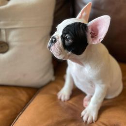French Bulldog Puppies from Honey Bee Frenchies