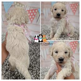 WREN - F1 English Goldendoodle - OFA-Genetics-2 Year Warranty. Apple Creek Doodles - Since 2004. - Cream female Goldendoodle puppy in Jeddo, Michigan from Apple Creek Doodles