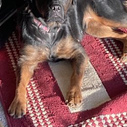 Zola - Rottweiler