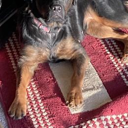 Zola - Rottweiler
